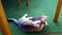 Cats Playing With Kittens Compilation new [NEW]