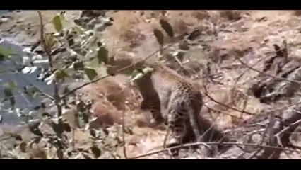 Giant Anaconda Vs Jaguar - Caught In The Act Video