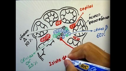 Insulina | Capítulo 78 | Fisiología de Guyton & Hall, Parte 1.