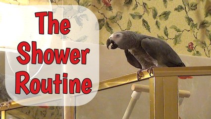 Parrot performs necessary task before taking a shower