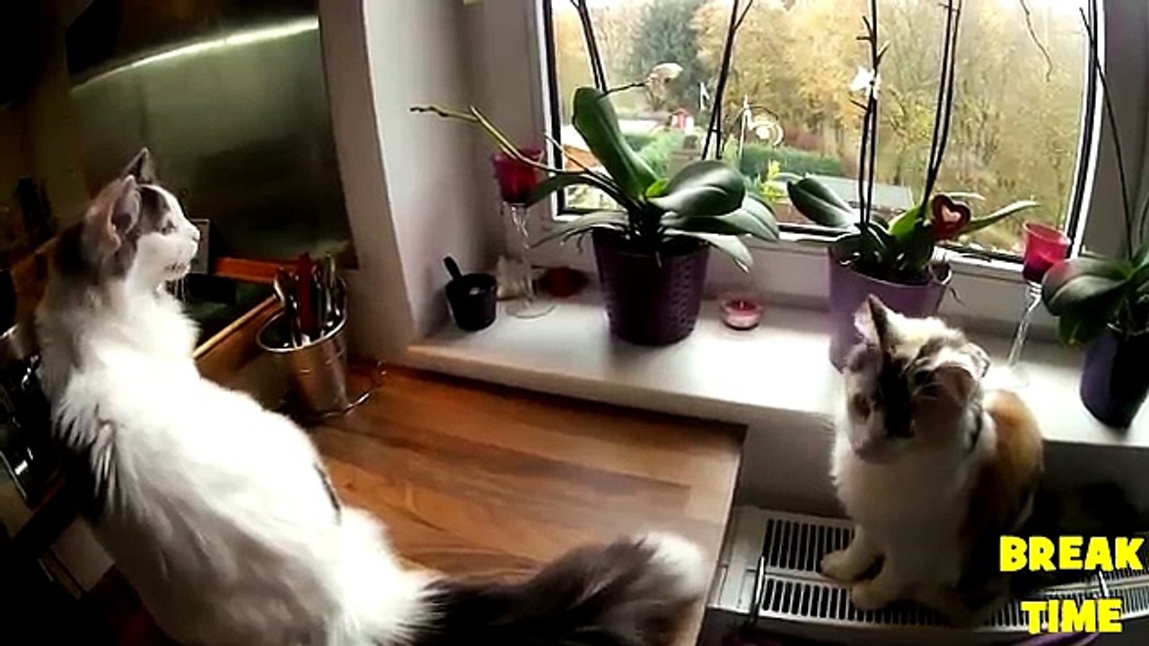 HILARIOUS Animals Making WEIRD NOISES ! Funny Videos Vines Compilation 2017