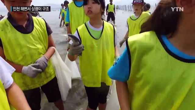 인천 해변서 국제적 멸종 위기종 상괭이 발견...관광객이 구조 / YTN