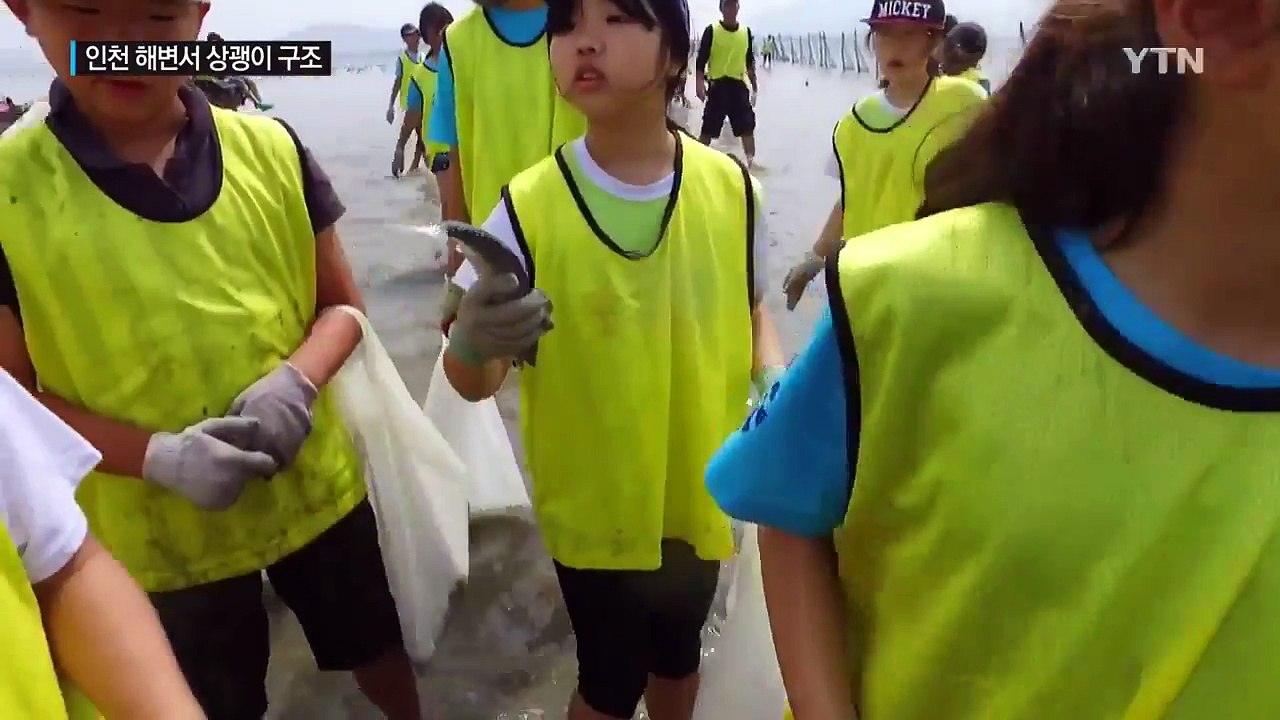 인천 해변서 국제적 멸종 위기종 상괭이 발견...관광객이 구조 / YTN