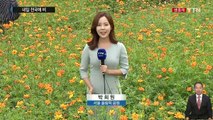 [날씨] 늦더위 속 코스모스 만발...내일 전국 비 / YTN