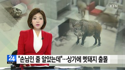 [단독] "손님인 줄 알았는데"...한밤중 상가에 멧돼지 출몰 / YTN