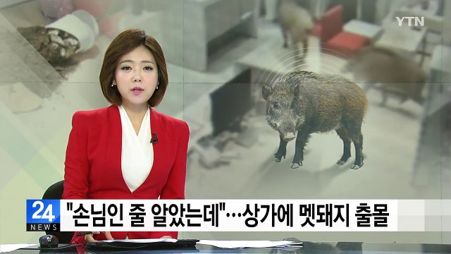 [단독] 손님인 줄 알았는데 ...한밤중 상가에 멧돼지 출몰 / YTN