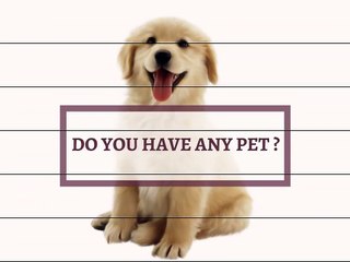 Custom Pet Drivers License Tags for Dogs and Cats