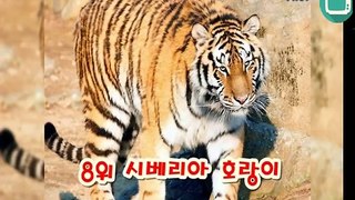지상동물 싸움 순위 TOP15 종결판