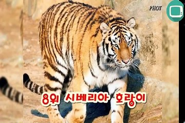 지상동물 싸움 순위 TOP15 종결판