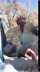 Un coq qui réclame des câlins