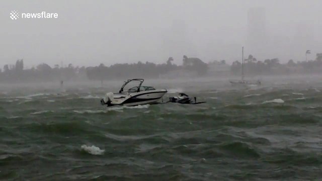 Dolphins try to resist Hurricane Irma while boats crashes in Miami harbour