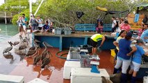 Pelicans and seals wait to be fed at Galapagos fish market