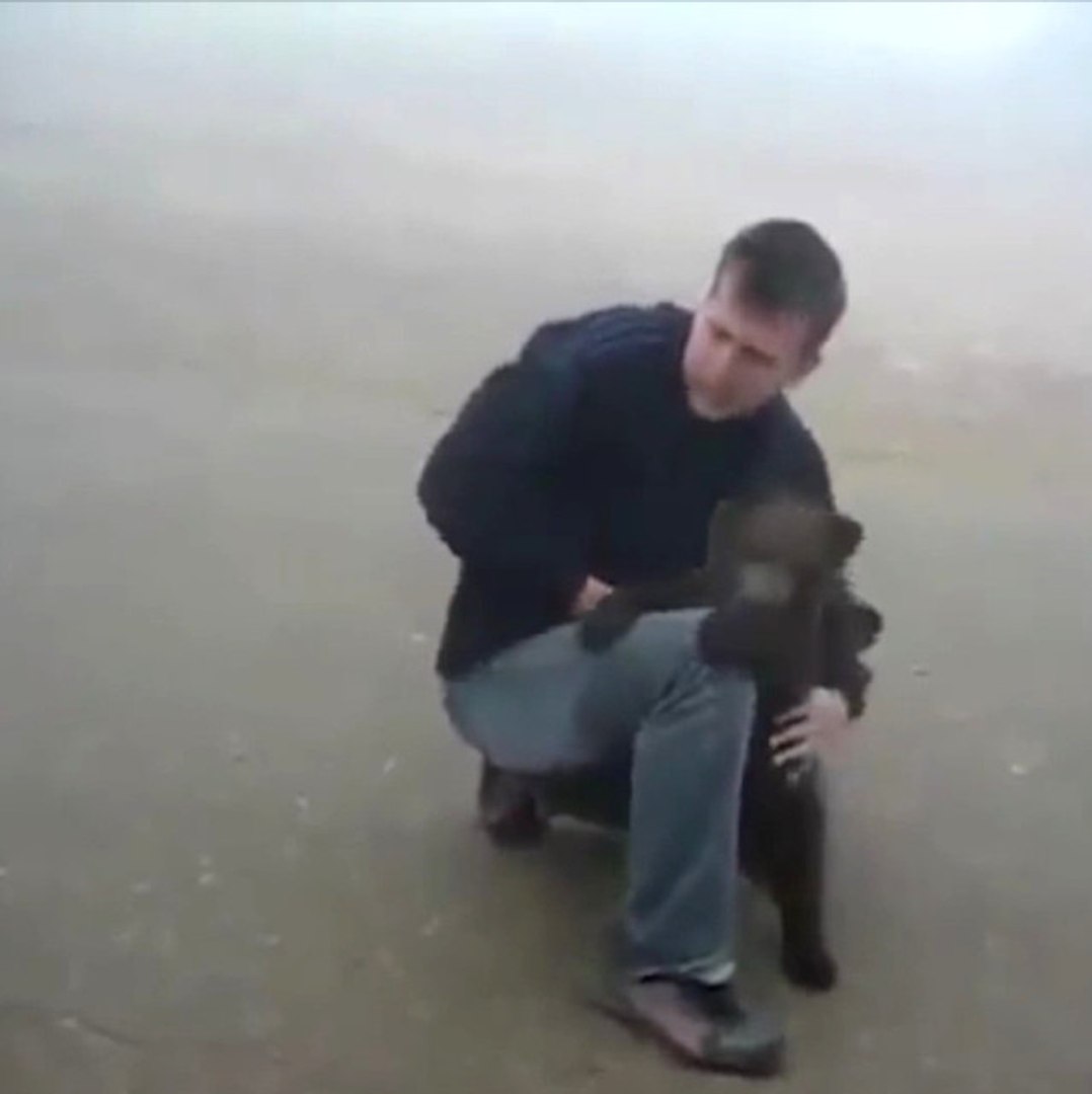 Yangından Kurtarılan Yavru Ayı, Kurtarıcısının Bacağına Sıkı Sıkı Sarıldı -  Dailymotion Video