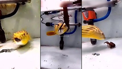 Un poisson qui mange n'import quoi