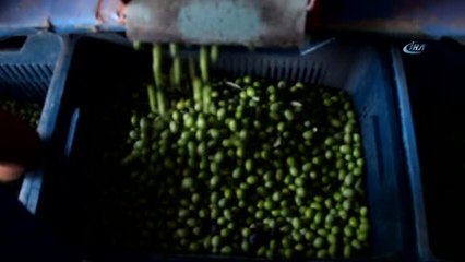 Mersin'de Zeytin Hasadı Başladı