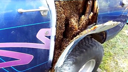 Il découpe la carrosserie de sa voiture et y découvre... un nid d'abeilles