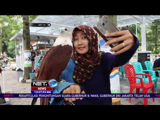 Wisata Selfie Dengan Burung Elang - NET12