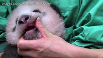 Tokyo's baby panda turns three months old