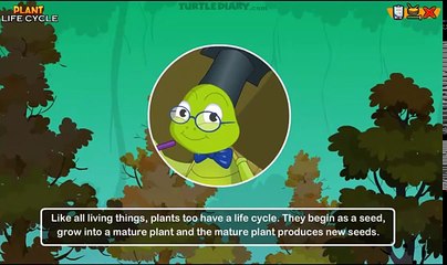 Plant Life Cycle - Online Lesson for 3rd Grade