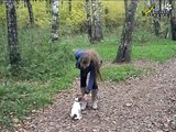 Как отучить собаку тянуть поводок и научить собаку ходить рядом