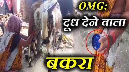 Allahabad का ये बकरा देता हैं दूध, Watch video | वनइंडिया हिंदी