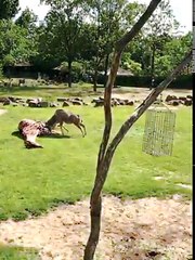 Intense animal fighting in zoo