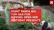 Watch: Giant panda Bai Yun has fun opening birthday presents in San Diego Zoo