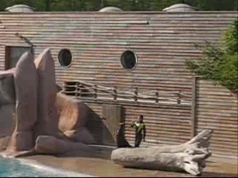 Les otaries