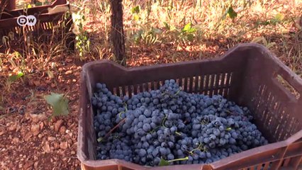 Wine from the Greek mainland | DW English