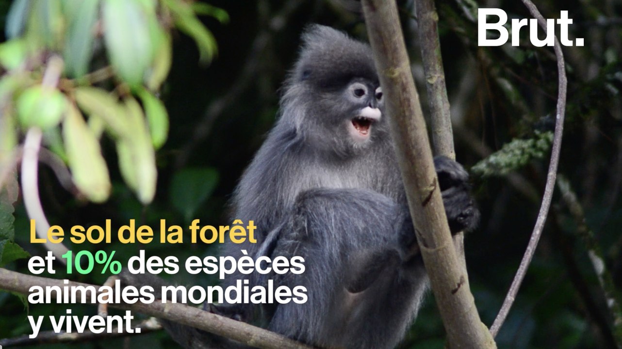 Un des plus importants écosystèmes au monde pourrait disparaître