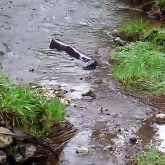 strange animal in fountain