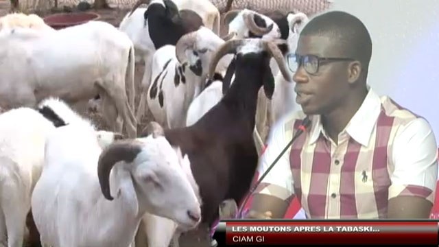 Petit Dej (12 sept.-17) - Ciam Gui : Café, croissants... pour les moutons au petit déjeuner