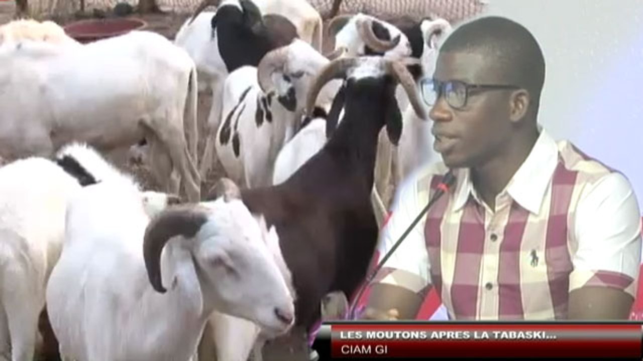 Petit Dej (12 sept.-17) - Ciam Gui : "Café, croissants..." pour les moutons au petit déjeuner