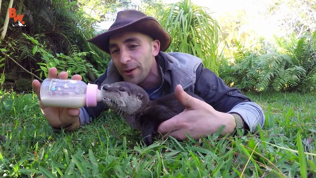 Baby Otter Feeding Time!