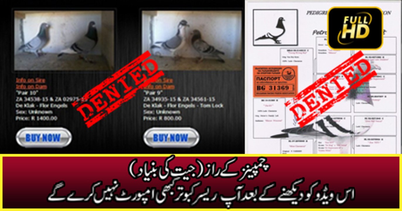 The Market (اس ویڈیو کو دیکھنے کے بعد آپ کبھی بھی ریسر کبوتر امپورٹ نہیں کرے گے )
