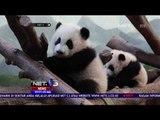 Intip Lucunya Panda Kembar Satu satunya di Amerika Serikat ini - NET5