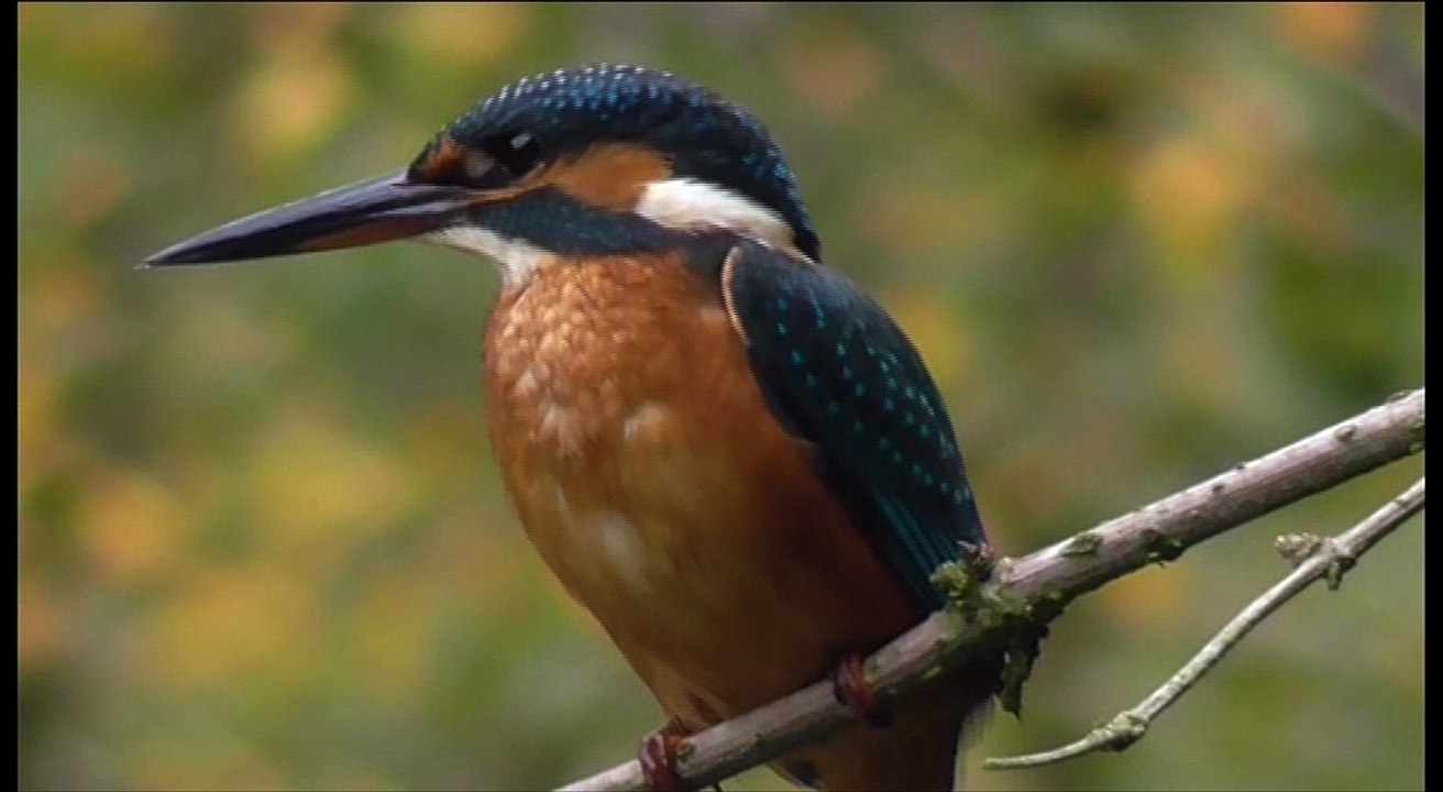 Martin-pêcheur au château de Lorge