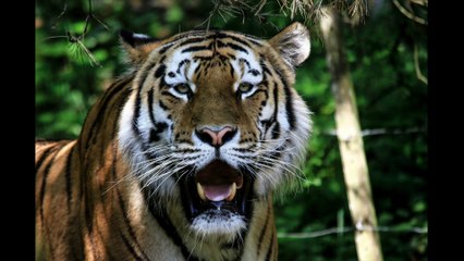 Das echte Leben ihm Zoo , die besten Fotos