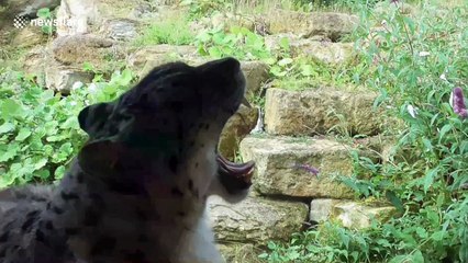 Try not to yawn: zoo animals' sleepiness gets contagious