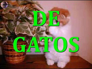 GATITOS CON MUCHA MARCHA