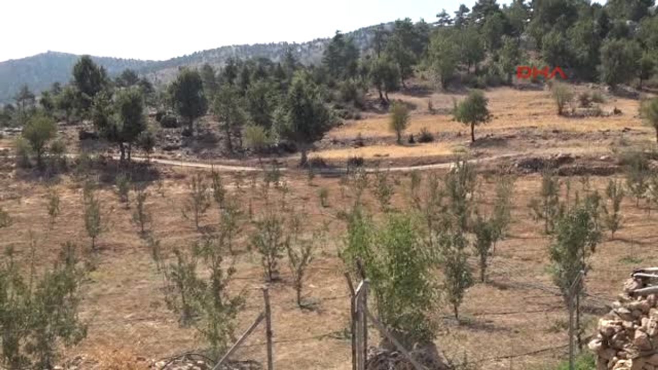 Silifke'de Kinoa Hasadı