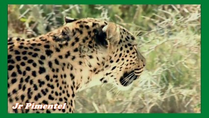 LEOPARDO VS PORCO ESPINHO