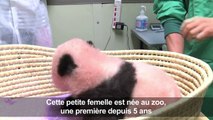 Le bébé panda de Tokyo fête ses 3 mois