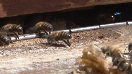 Van'da 'Bal'lı Sezon...son 10 Yılın En Bereketli Bal Hasadı Yapıldı