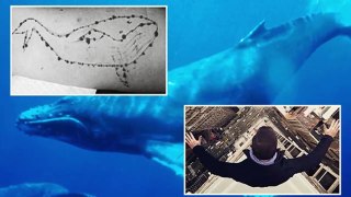 Exposed : Blue Whale Suicide Game