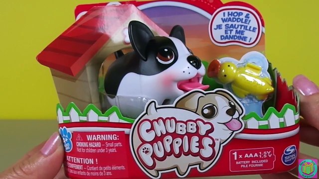 Chubby Puppies Boston Terrier Hop and Waddle Shoo Joker Green Goblin & Luthor out of his Dog House