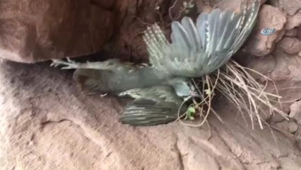 Keklik Avlamak İçin Kurulan 8 Tuzak Düzeneği Ele Geçirildi