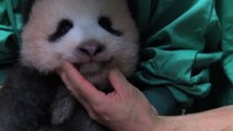 Le bébé panda de Tokyo fête ses 3 mois