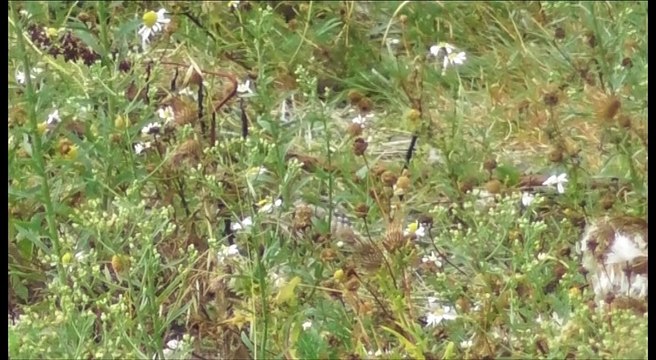 Torcol fourmilier dans la réserve Baie de Saint Brieuc