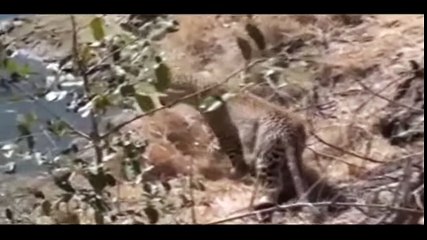 Giant Anaconda vs Jaguar - Python vs Tiger - Python vs Leopard